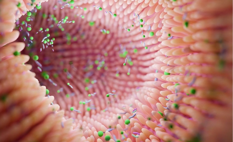 Mật ong lên men: Công dụng và cách dùng hiệu quả 2