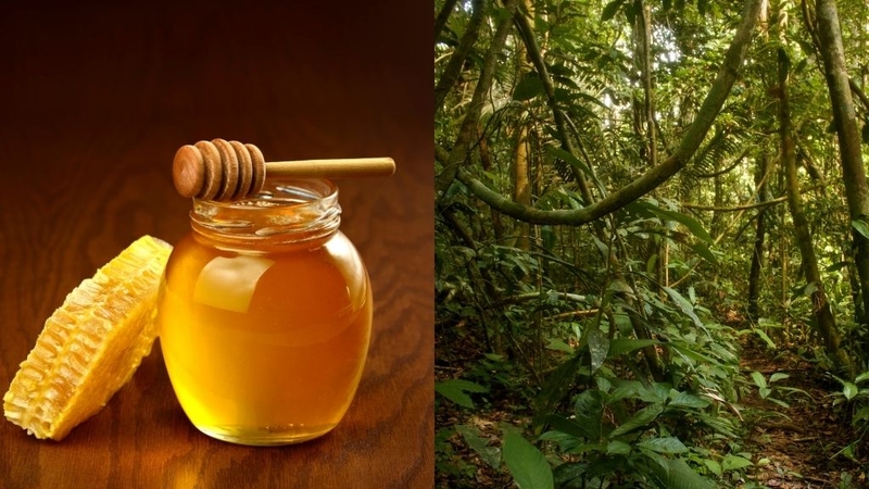Mật ong rừng nhiệt đới: Thành phần dinh dưỡng, tác dụng 1