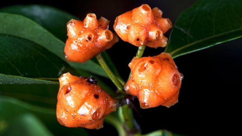 Cây Mặt quỷ - cây thuốc có hình thù quái dị&nbsp;2