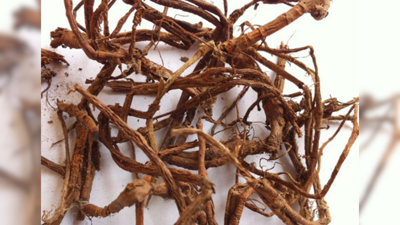 Cây Mặt quỷ - cây thuốc có hình thù quái dị&nbsp;3