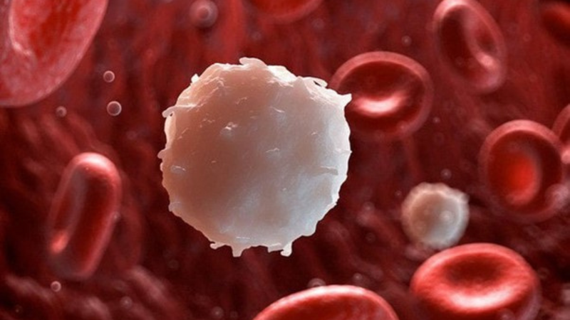 Cây Mặt quỷ - cây thuốc có hình thù quái dị&nbsp;4