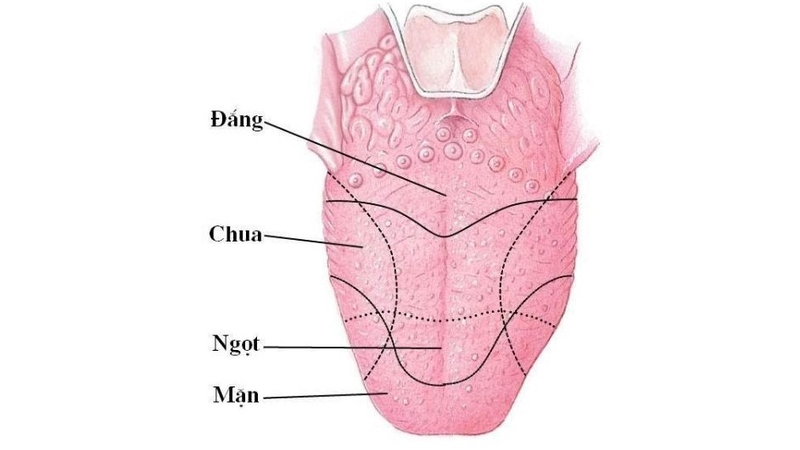 Mất vị giác COVID là nặng hay nhẹ? 2