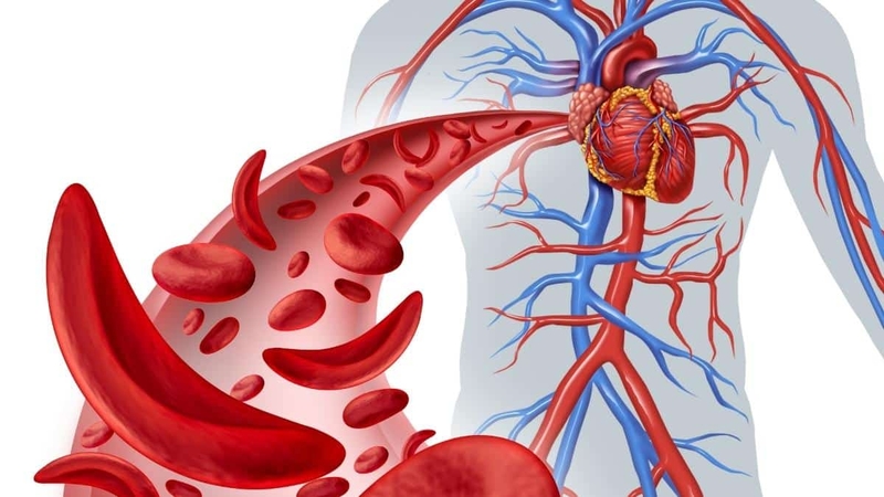 Máu chảy qua tim như thế nào? Nguyên lý khiến máu có thể đi qua tim 3