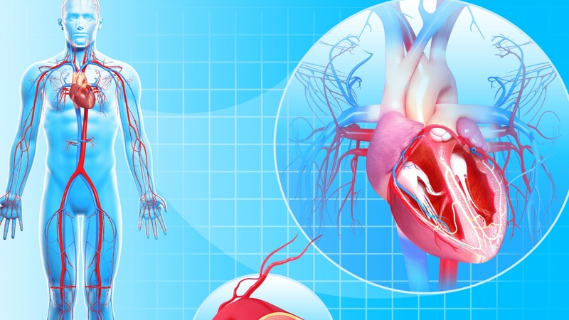 Máu chảy qua tim như thế nào? Nguyên lý khiến máu có thể đi qua tim 4