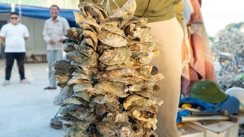 Mẫu lệ là một vị thuốc Đông y được làm từ vỏ hàu