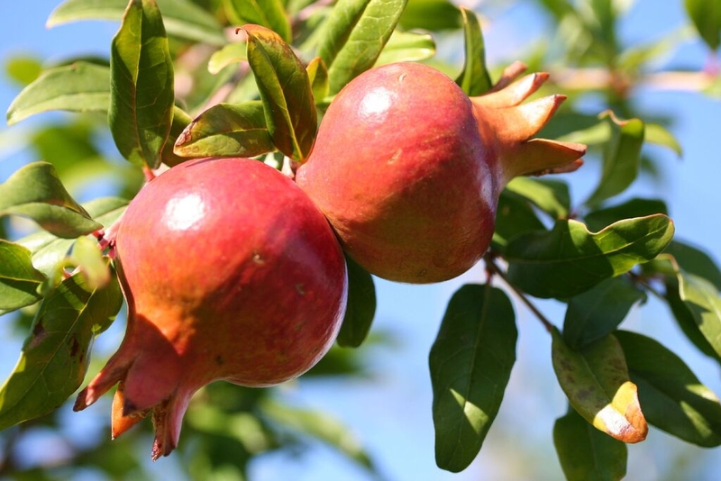 Mẹ bầu ăn gì để con có má lúm? Mách bạn các mẹo dân gian để con có má lúm đồng tiền 3