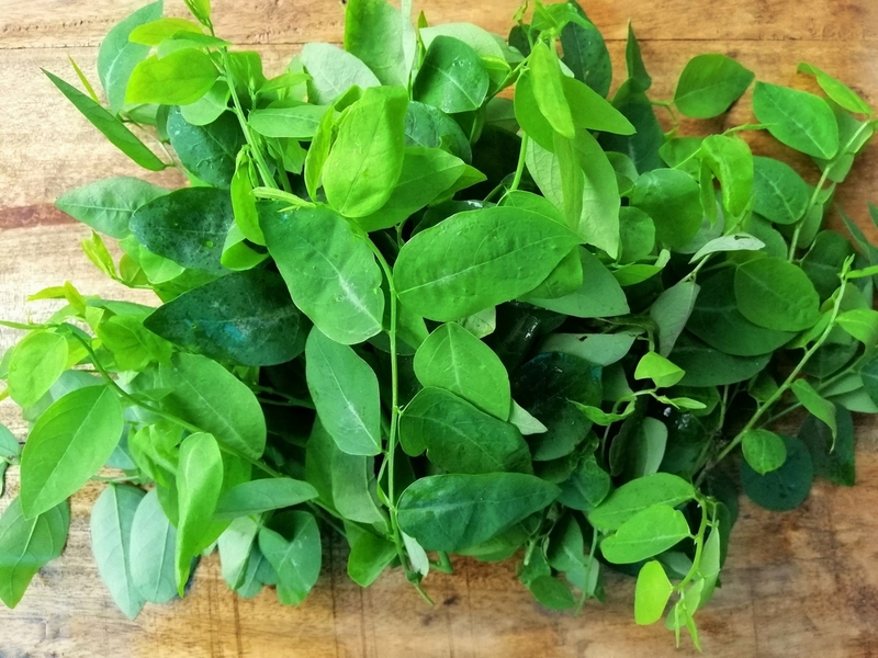 Mẹ bầu ăn rau bồ ngót được không? Ăn rau ngót có tác hại gì đến thai kỳ? 3