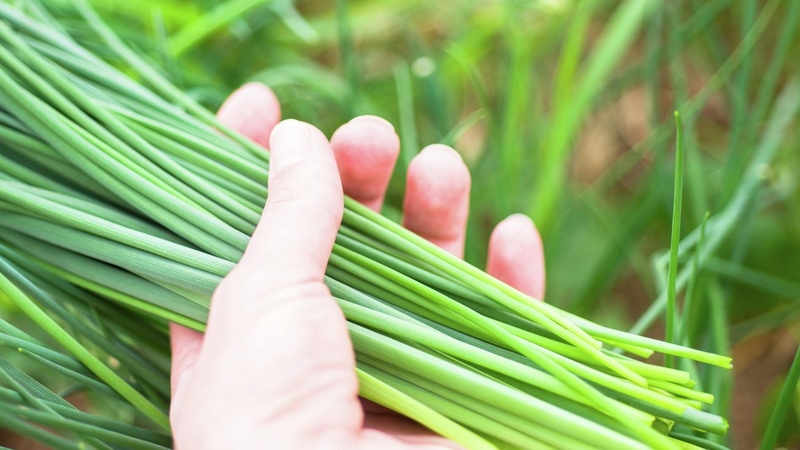 Mẹ bầu ăn rau hẹ được không? Mang thai nên lưu ý gì khi ăn hẹ? 1