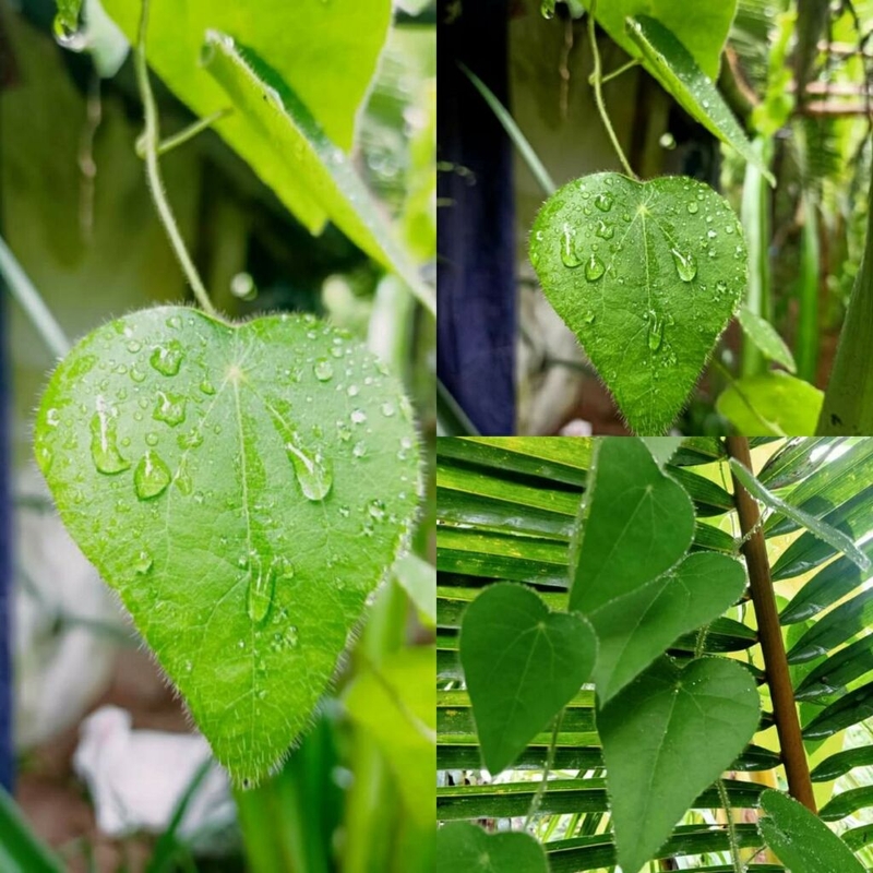 Mẹ bầu ăn sương sâm được không? Một số lưu ý cần biết khi sử dụng sương sâm 1