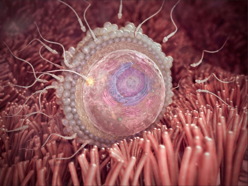 Mẹ bầu và thai nhi khi mang thai tuần đầu: Dấu hiệu và sự phát triển 1