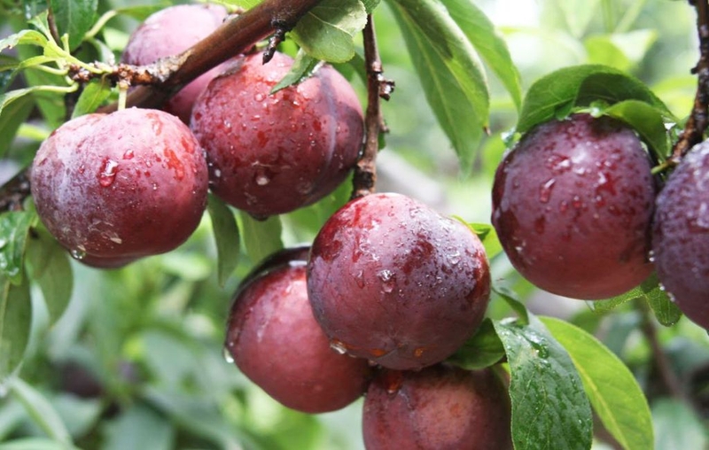 Mẹ bé sau sinh ăn mận được không? Lưu ý khi ăn mận sau sinh mà mẹ cần biết 1