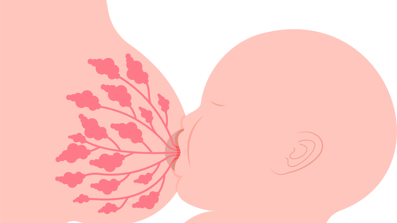 Mẹ bỉm bị tắc tia sữa uống thuốc gì để nhanh khỏi?4