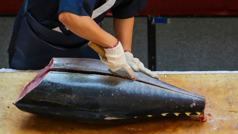 Các loại cá biển lớn có nguy cơ nhiễm thuỷ ngân gây hại cho sức khoẻ