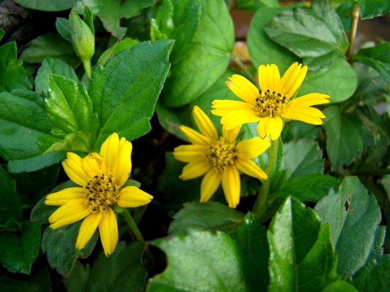 Cây sài đất thường mọc hoang ở nhiều vùng