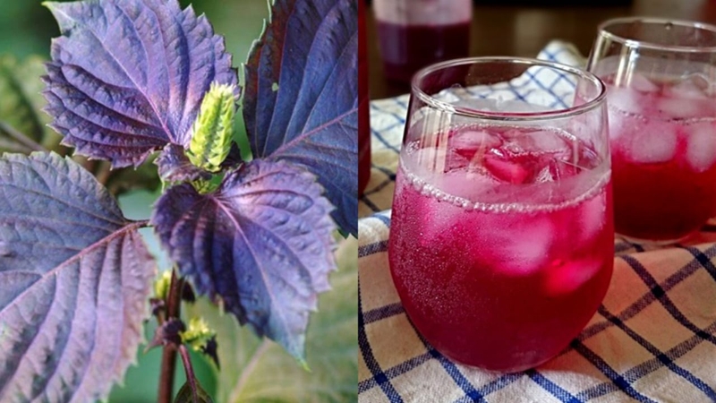 Mẹ có nên uống nước lá tía tô trước khi tiêm phòng vaccine cho bé không? 3