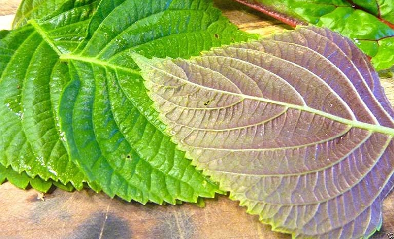 Mẹ có nên uống nước lá tía tô trước khi tiêm phòng vaccine cho bé không? 4