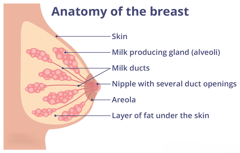 Mẹ có thể uống sữa của mình không? Những điều cần biết về sữa mẹ 2
