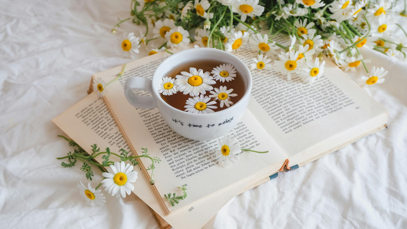 Sử dụng trà hoa cúc nóng giúp cơ thể thư giãn, giảm sưng đau, chống nhiễm trùng