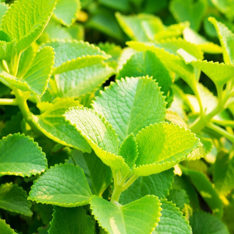 Mẹ đang cho con bú bị sổ mũi phải làm sao? 2