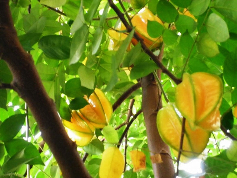 Lá khế giúp kháng viêm, kháng khuẩn và làm dịu tình trạng sưng đỏ, nổi mẩn trên da