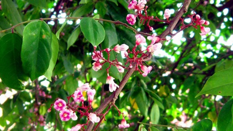 Mề đay tắm lá khế có hiệu quả không 2