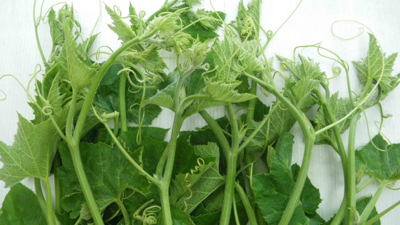 Mẹ sau sinh ăn rau bí được không? Lợi ích của rau bí 2