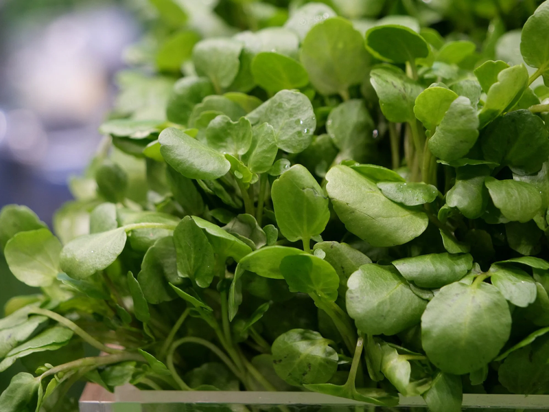 Mẹ sau sinh ăn rau cải có mất sữa không? 4