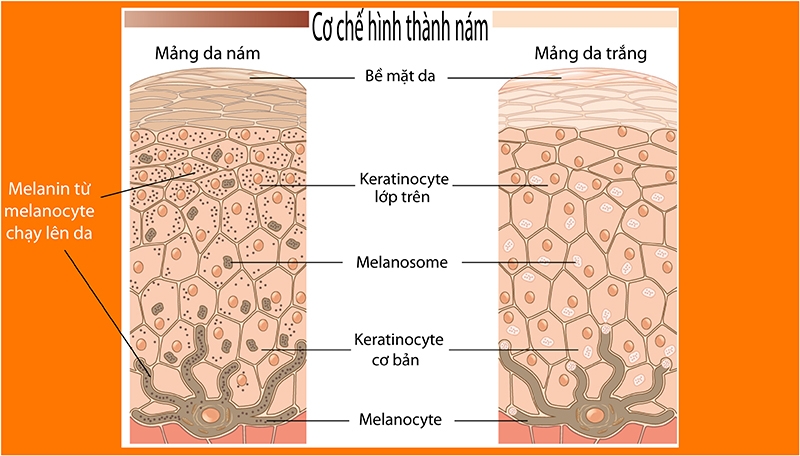 Melanin có trong thực phẩm nào? Tác dụng với da ra sao? 1