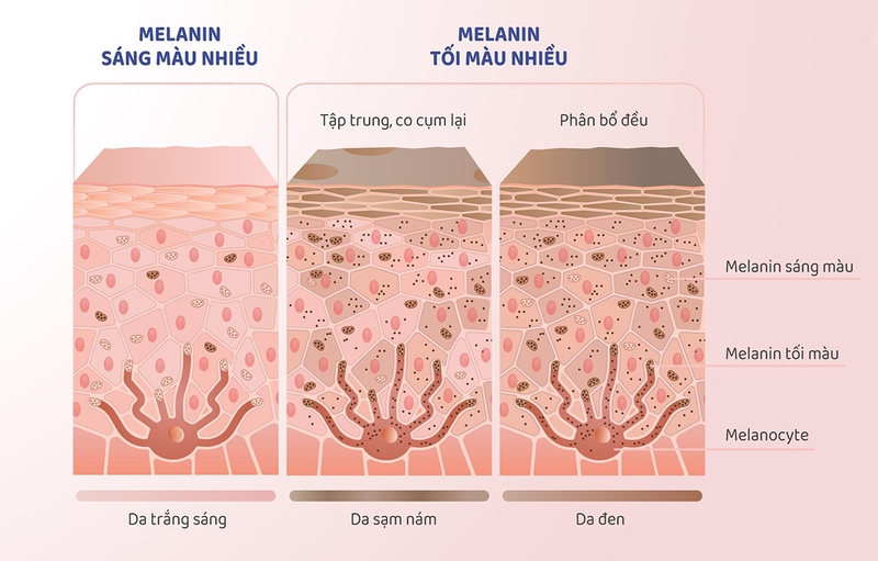 Melanin là gì? Cơ chế hình thành melanin1