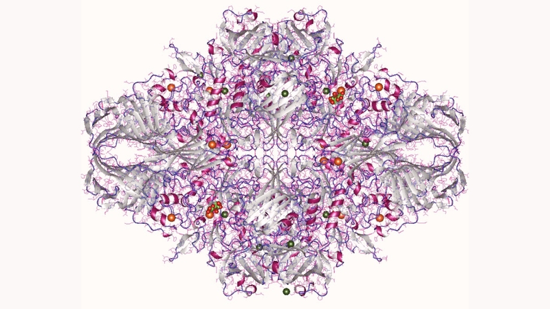 Lactase có vai trò phân giải đường lactose trong sữa thành glucose và galactose