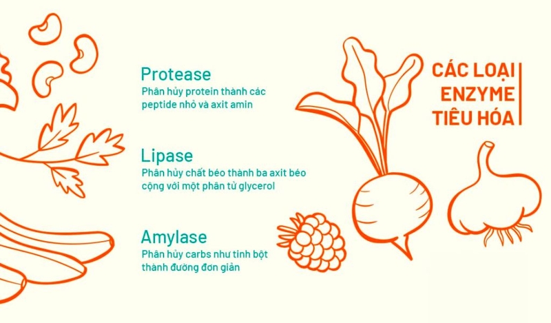 Men tiêu hóa là gì? Dùng men tiêu hóa thế nào hiệu quả? 1