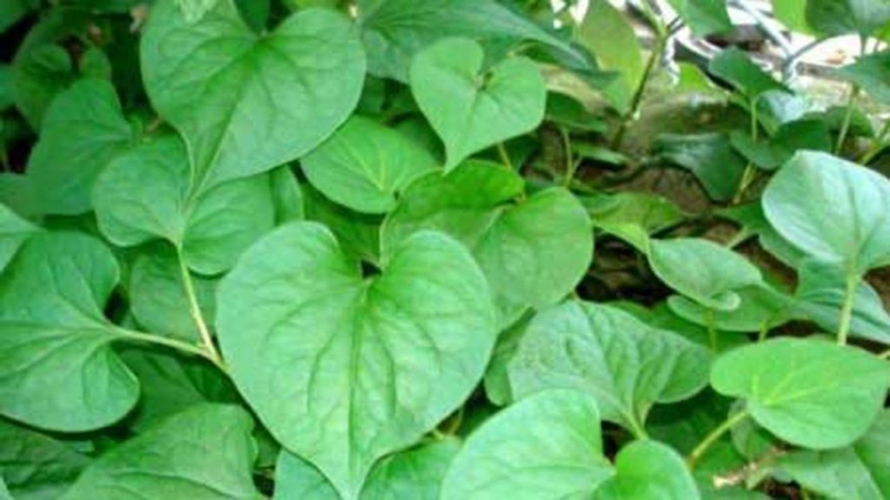 Mẹo chữa ho và hạ sốt bằng lá diếp cá