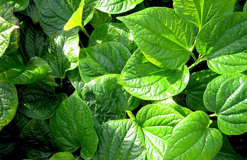 Mẹo chữa thoái hóa cột sống bằng lá lốt được nhiều người áp dụng2