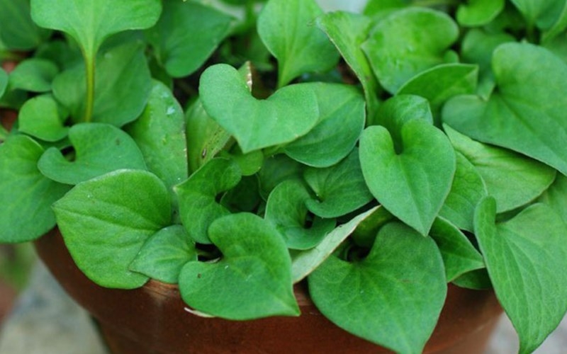 Bài thuốc chữa viêm phế quản bằng rau diếp cá