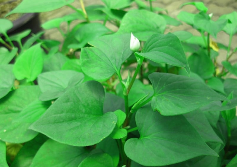 Mẹo chữa viêm phế quản bằng rau diếp cá và nước vo gạo