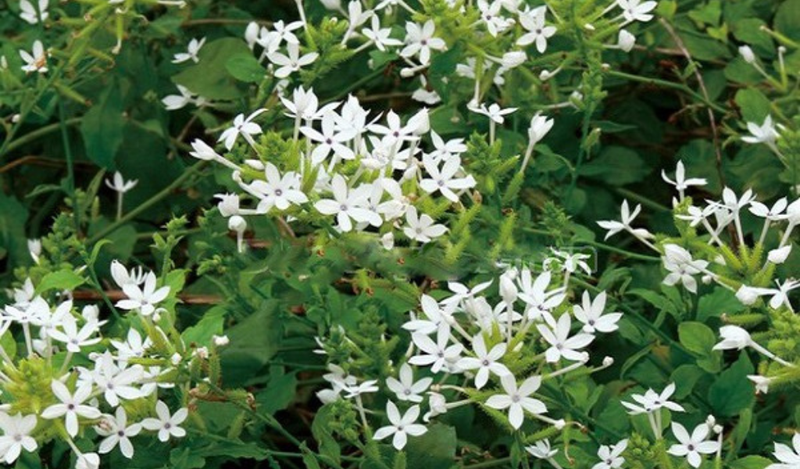 Lá hoa bạch xà - tắm điều trị chốc lở