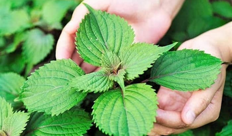 Tắm nước lá kinh giới