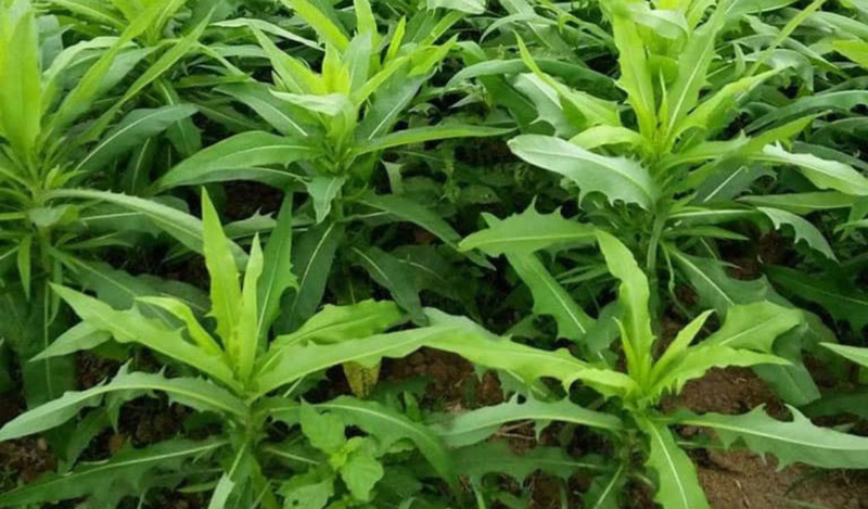 Tắm nước lá bồ công anh hỗ trợ điều trị chốc lở