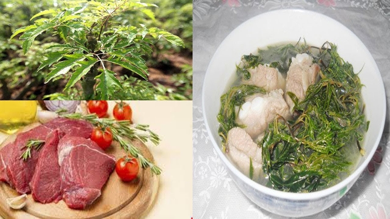 Mẹo hay dùng lá đinh lăng trị tắc sữa 1