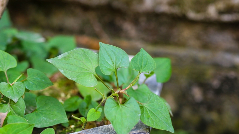 Mẹo hỗ trợ điều trị mỡ máu dân gian đơn giản, hiệu quả tại nhà4
