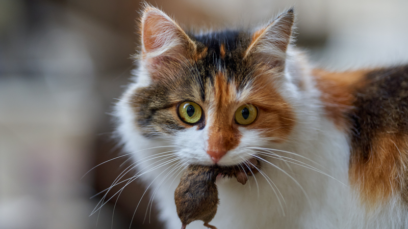 Mèo nhà mắc cúm gia cầm có thể gây nguy hiểm cho sức khỏe cộng đồng 4