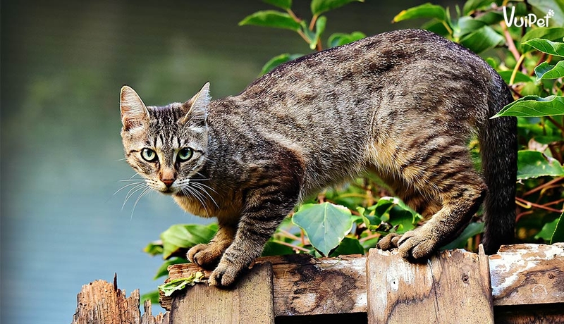 Nhiễm Toxoplasma khi mang thai nguy hiểm như thế nào? 1