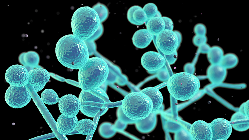 Miconazol nitrat là thuốc gì? Công dụng và cách dùng 2