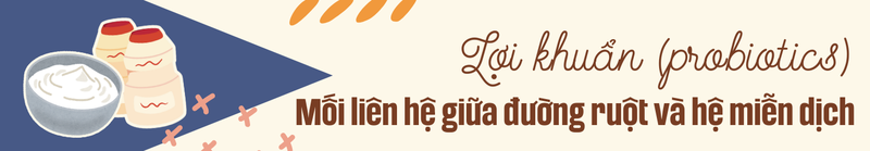 Lợi khuẩn (probiotics) và mối liên hệ giữa đường ruột và hệ miễn dịch