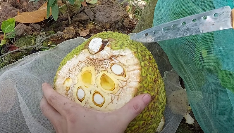 mít bị xơ đen có ăn được không 2