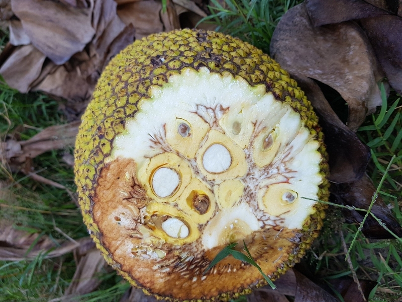 mít bị xơ đen có ăn được không 3