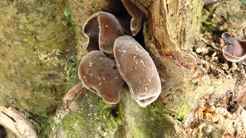 Mộc nhĩ có tác dụng gì? Điều cần chú ý khi sử dụng 1