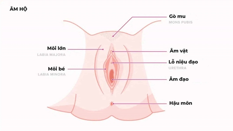 Môi bé bị dài: Nguyên nhân và cách khắc phục 1
