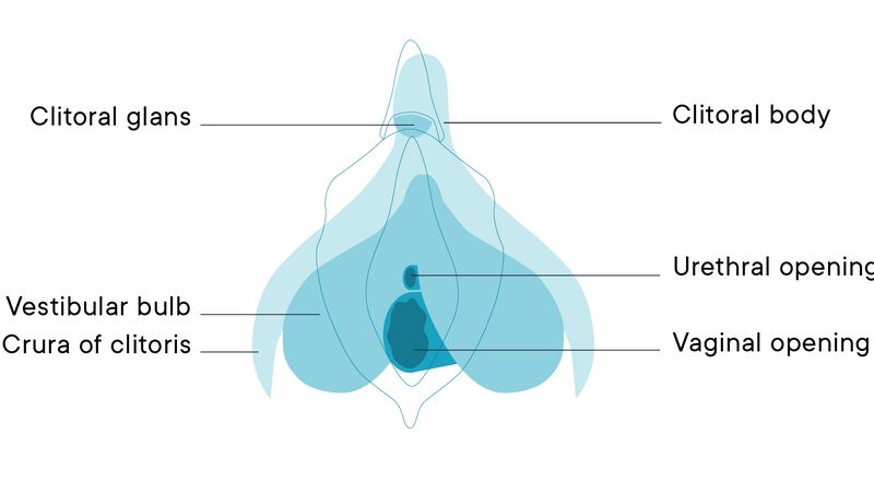 Môi lớn là gì? Cấu tạo và chức năng của môi lớn 1
