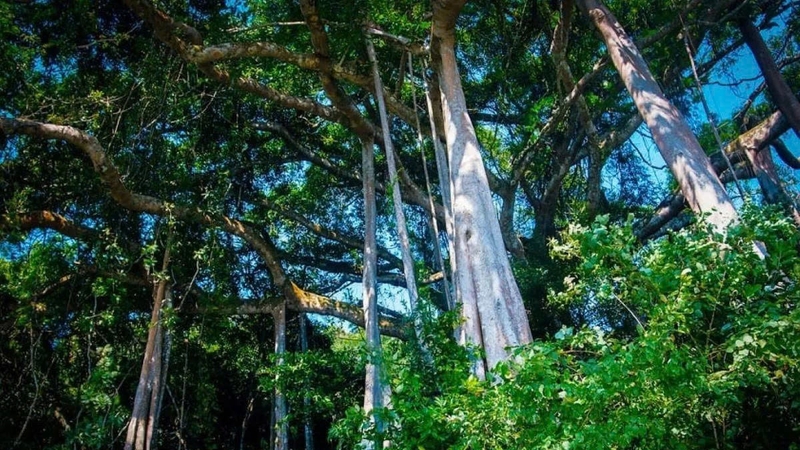 Môi trường tự nhiên giữ vai trò quan trọng đối với sự sống và sức khỏe con người